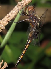 Miathyria simplex