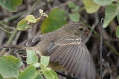 Platyspiza crassirostris