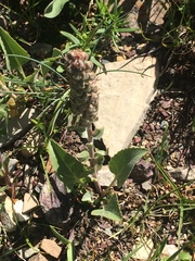 Veronica wyomingensis