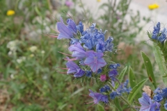 Echium vulgare