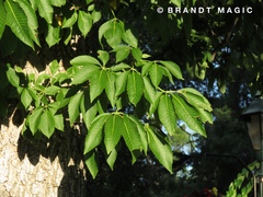 Aesculus hippocastanum