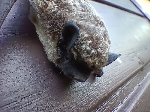 ヒメヒナコウモリ