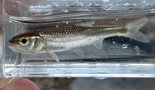 Duskystripe shiner (Luxilus pilsbryi) — Cyprinidae — 3