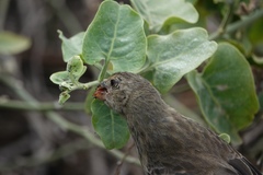 Platyspiza crassirostris