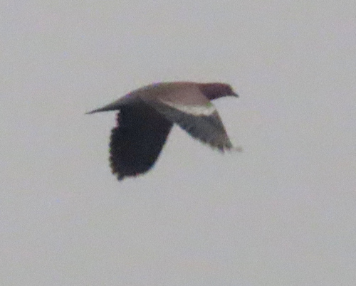 Picazuro Pigeon