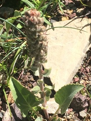 Veronica wyomingensis