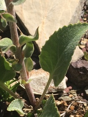 Veronica wyomingensis