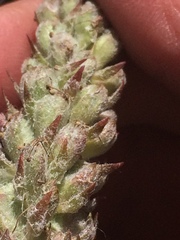 Veronica wyomingensis