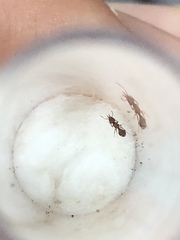 Strumigenys louisianae