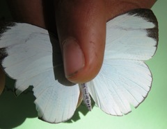 Itaballia demophile centralis