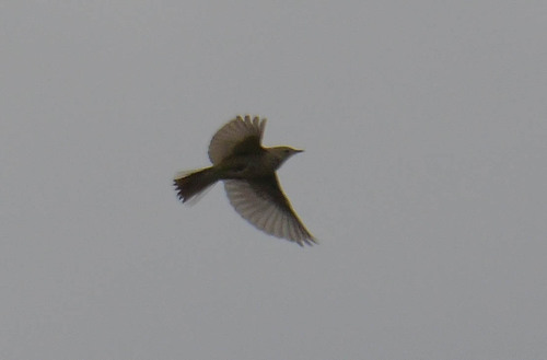 Blyth's Pipit, 66XF+V4 Marzęcino, Polska, photo 5 of 10