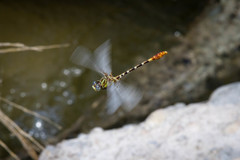 Erpetogomphus