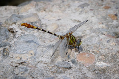 Erpetogomphus
