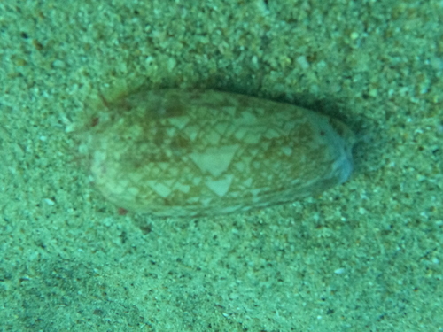 Oliva porphyria, 2024-11-01