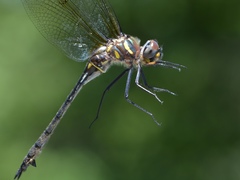 Somatochlora elongata
