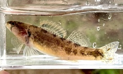 Autumn Darter photo 3