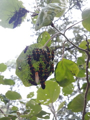 Oncopeltus varicolor