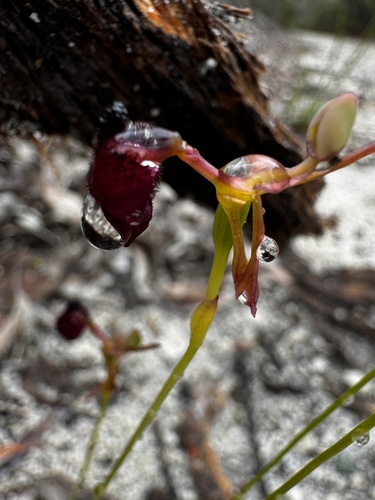 Image of Drakaea glyptodon by (c) pimelea, some rights reserved (CC BY)