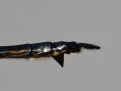 Somatochlora elongata