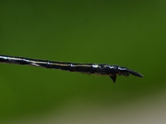 Somatochlora elongata