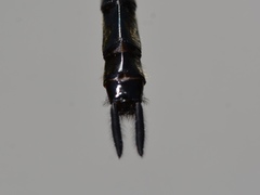 Somatochlora elongata