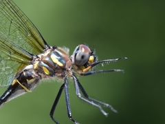 Somatochlora elongata