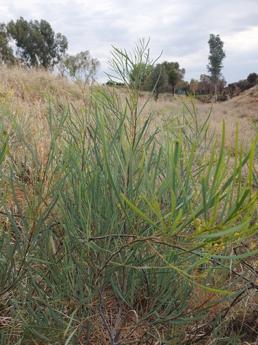 Image of Acacia murrayana by (c) maxark, some rights reserved (CC BY)