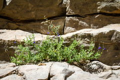 Salvia lycioides