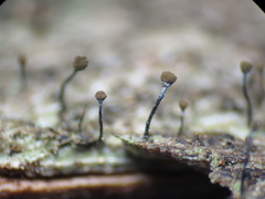 Chaenotheca xyloxena