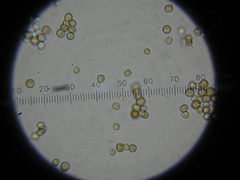 Chaenotheca xyloxena