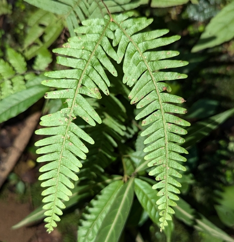 Image of Comb Forkedfern (Gleichenella pectinata) by no rights reserved