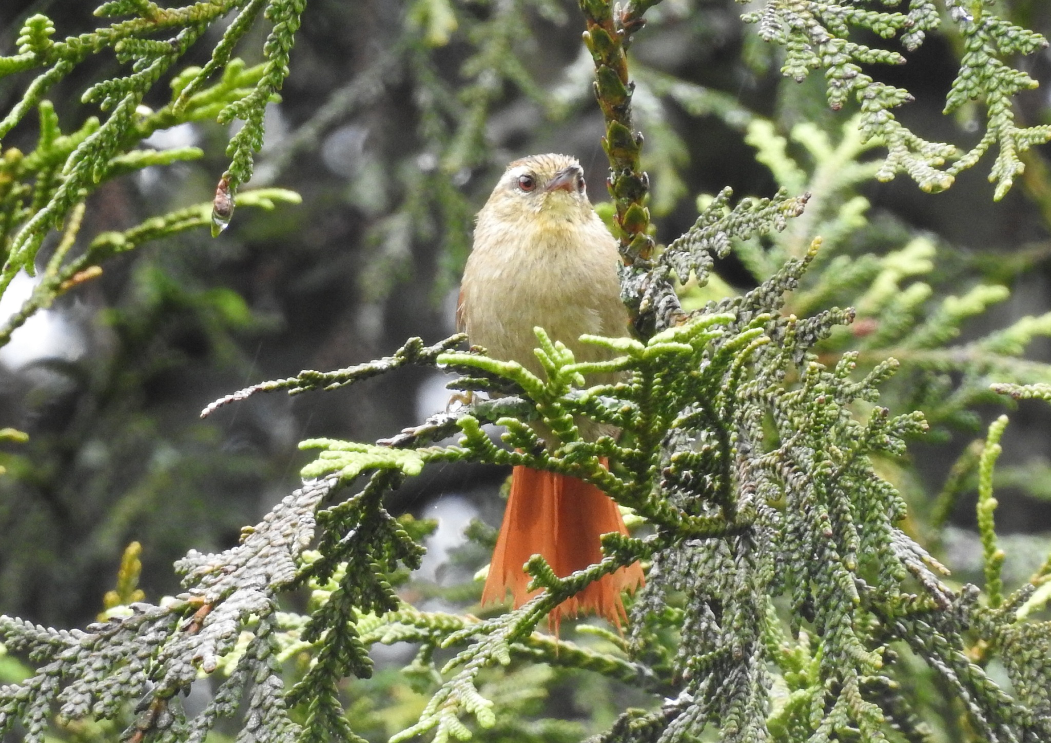 Olive Spinetail (Cranioleuca obsoleta), photo 6