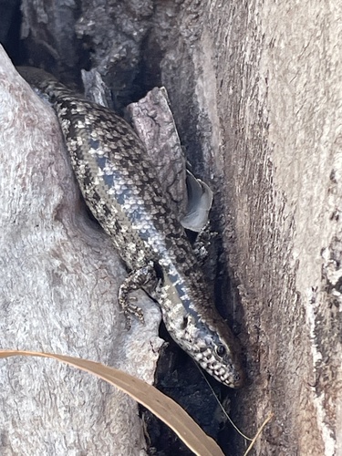 Bar-sided Forest-skink