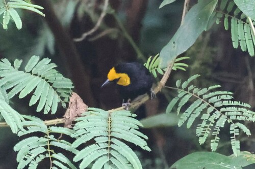 Black-billed Weaver (Ploceus melanogaster), photo 6