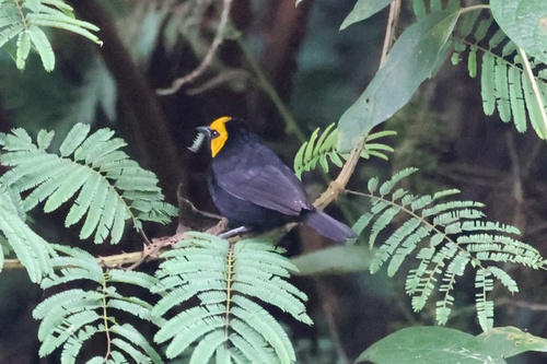 Black-billed Weaver (Ploceus melanogaster), photo 7