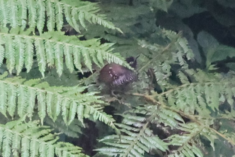 Banded Prinia (Prinia bairdii), photo 5