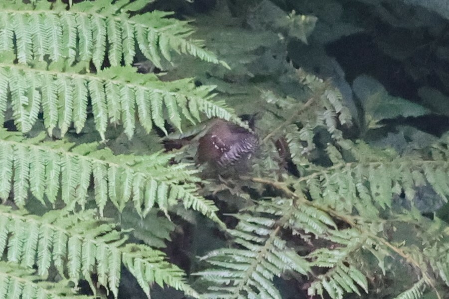 Banded Prinia (Prinia bairdii), photo 4