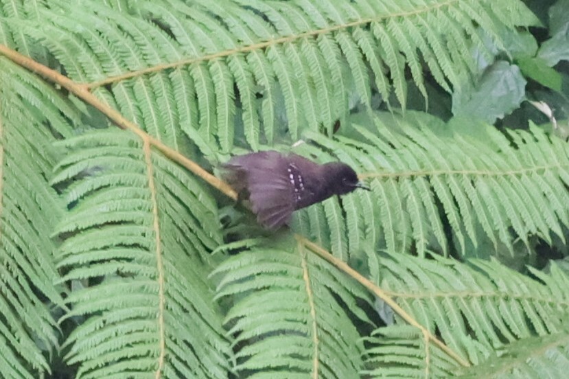 Banded Prinia (Prinia bairdii), photo 3