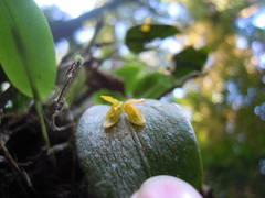 Acianthera luteola