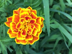 Tagetes lunulata