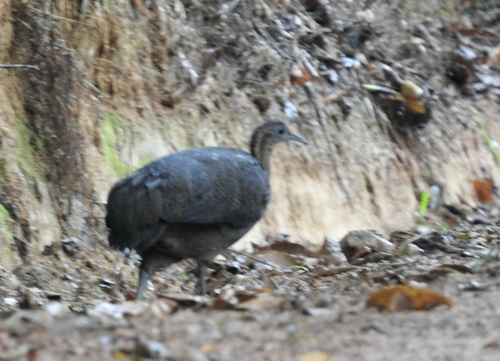 Zimttinamu (Tinamus solitarius)