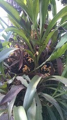 Maxillaria picta