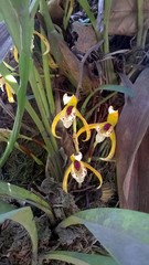 Maxillaria picta