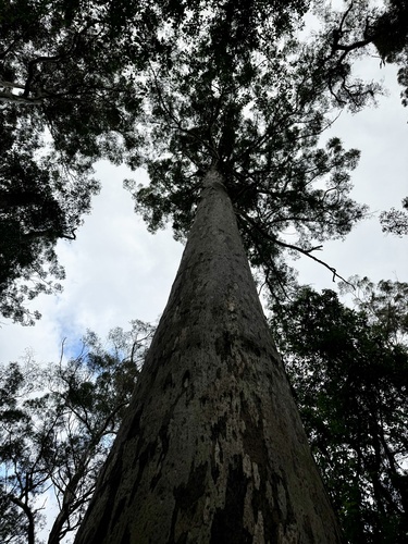 Image of Eucalyptus diversicolor by (c) pimelea, some rights reserved (CC BY)