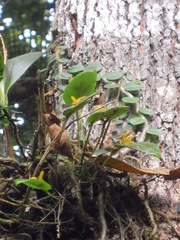 Acianthera luteola