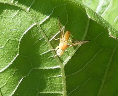 Strauzia longipennis