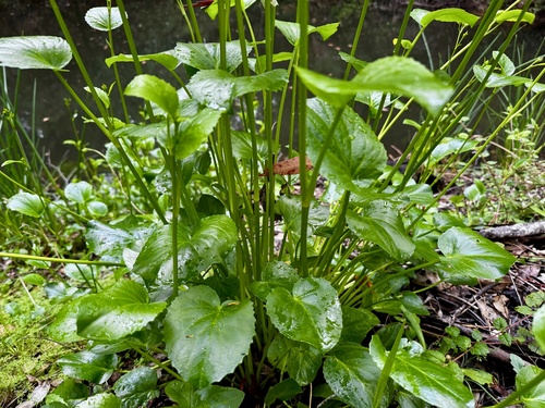 Liparophyllum latifolium (Liparophyllum latifolium)