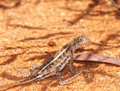 Ctenophorus fordi
