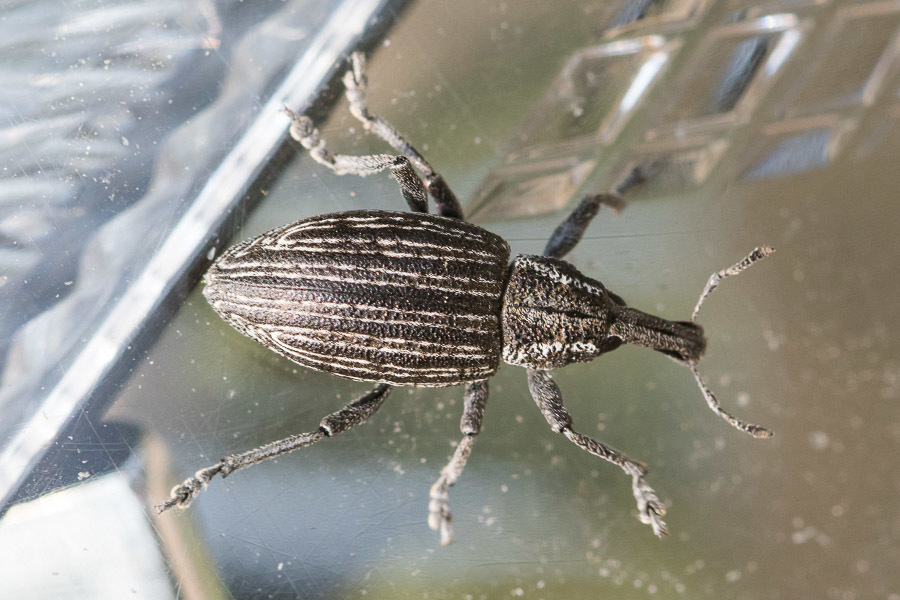 Lepyrus gemellus