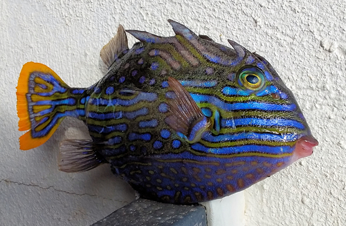 Shaw's cowfish (Aracana aurita) — Aracanidae — 3